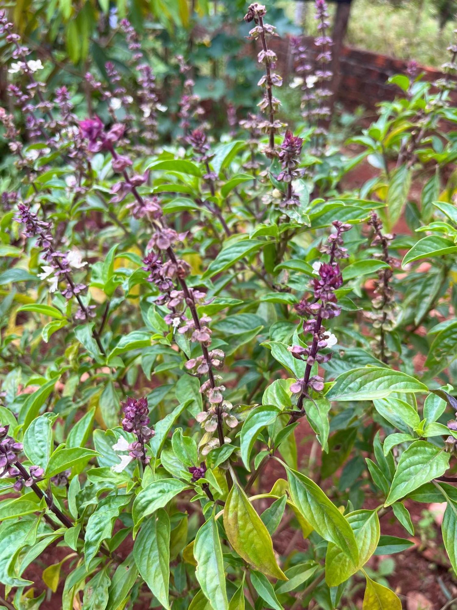 Ratanakiri Farmhouse & Trekking Banlung Eksteriør billede